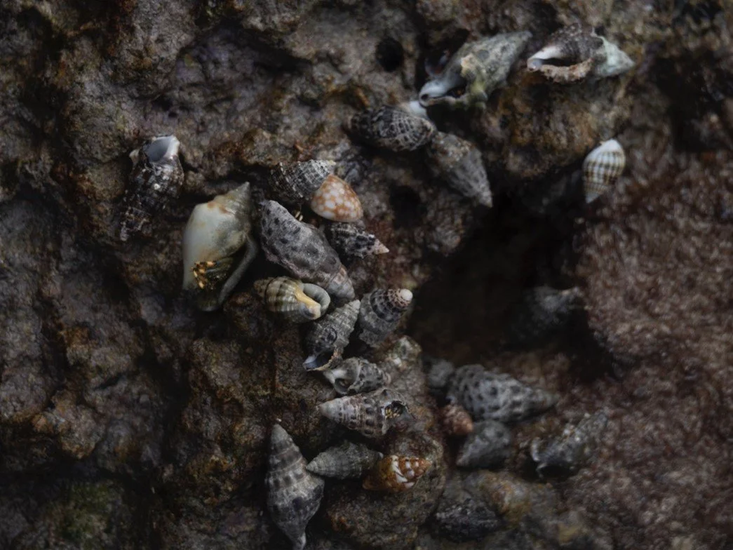 Intertidal Zone