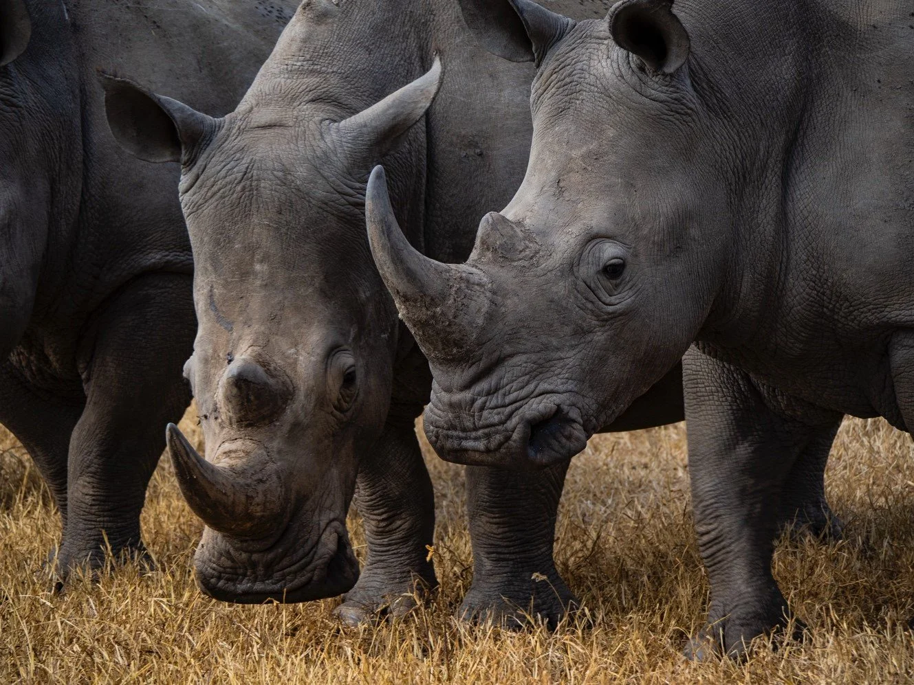 Solio’s part in Kenya’s Rhinoceros Recovery