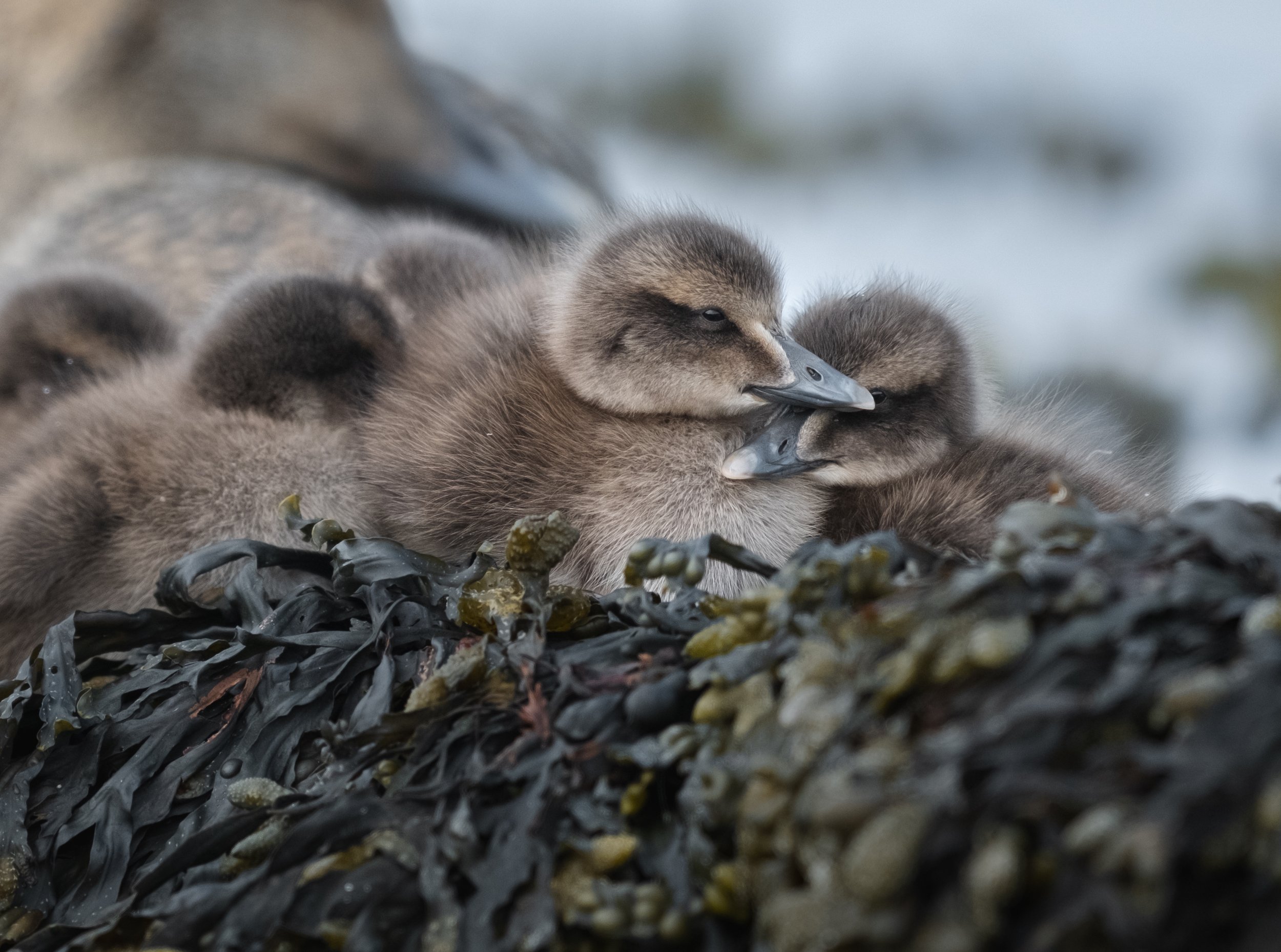  Eider duck chicks with their mother resting on the sea weed. ©Nico Schmid 