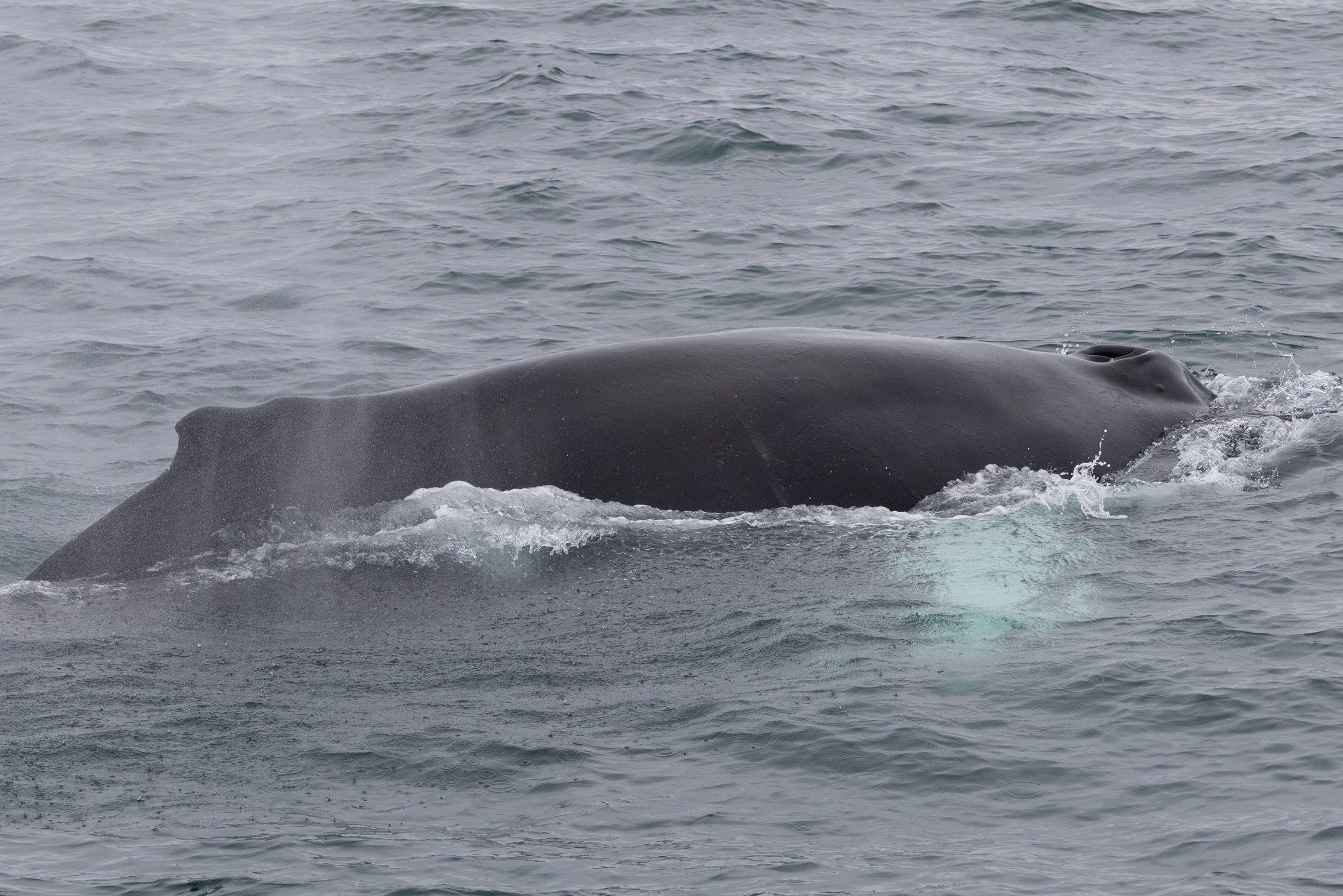  Humpback whale taking a breath. ©David Pérez recio 