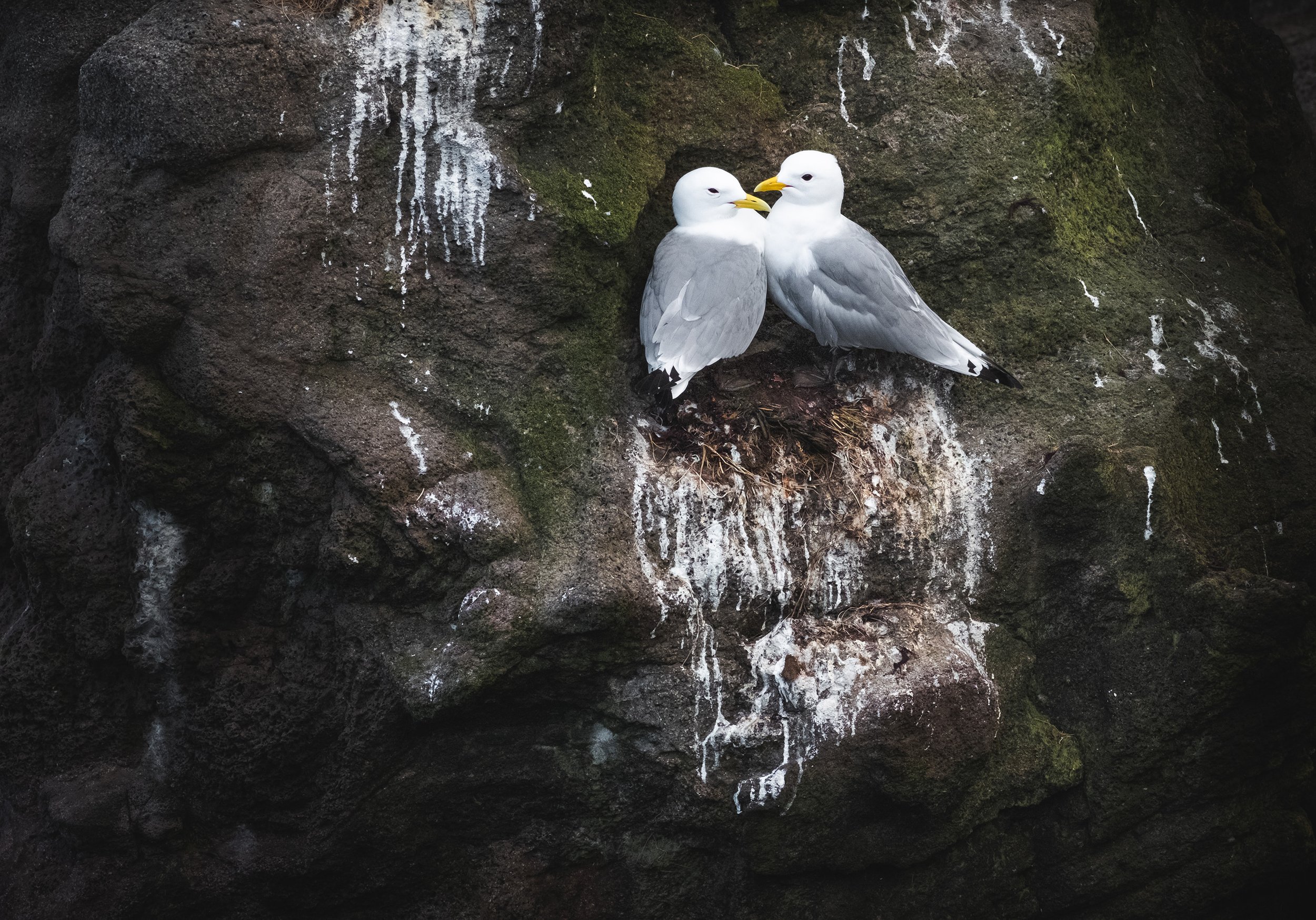  A couple of kittiwakes in their nest in a bird cliff. ©Nico Schmid 