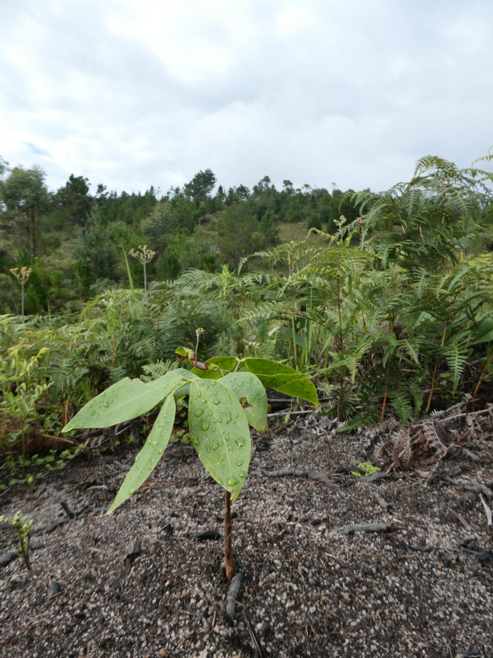  Plant Sapling arround Bekaraka. ©Alain Rasolo 