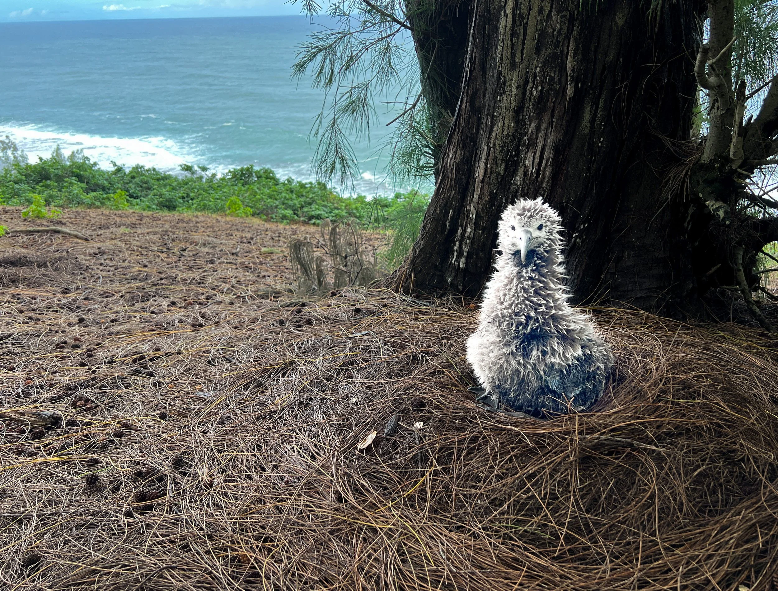 OMG It's the OMK: The Search for the Oldest Mōlī on Kauaʻi