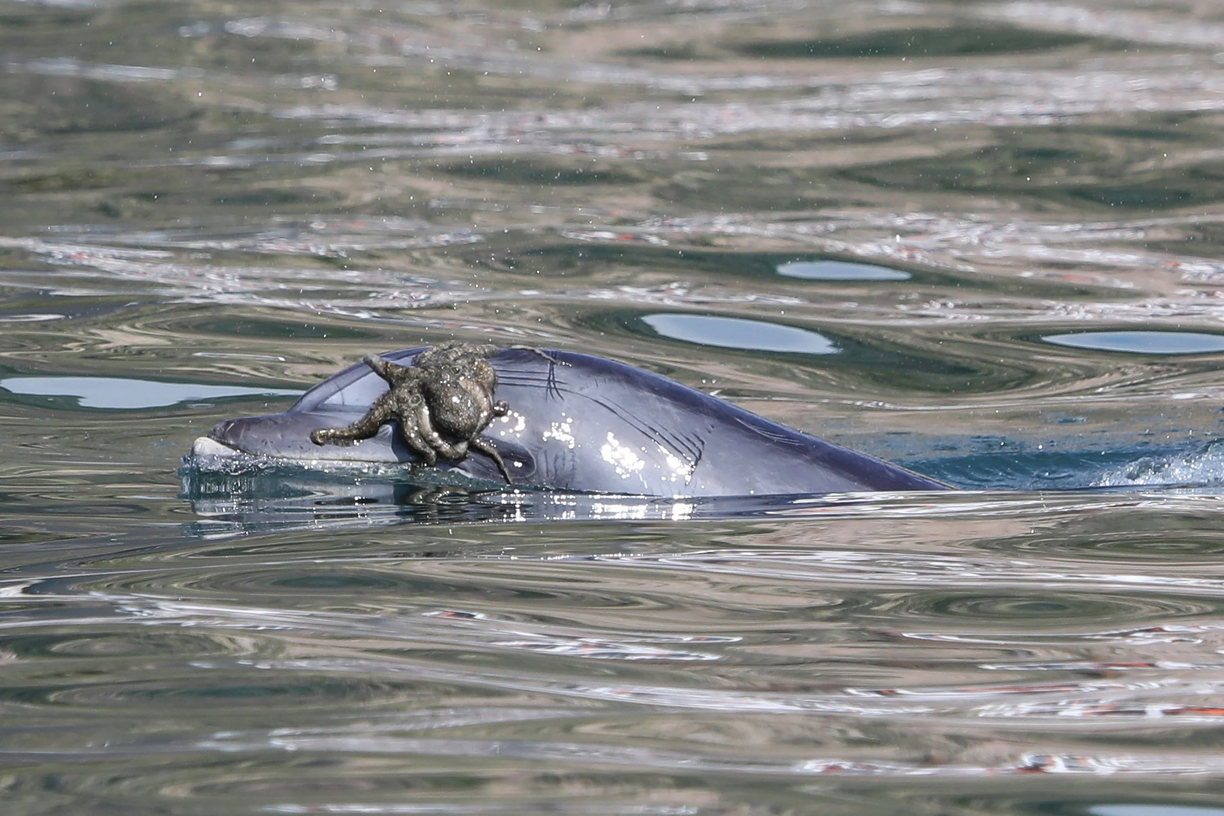 Dolphin Versus Octopus. And the Winner is…