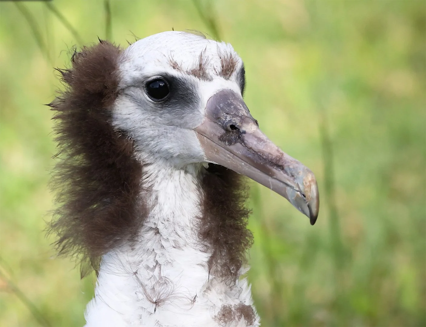 Just Off the Top of My Head: Original Hair by Stylin’ Albatross Chicks