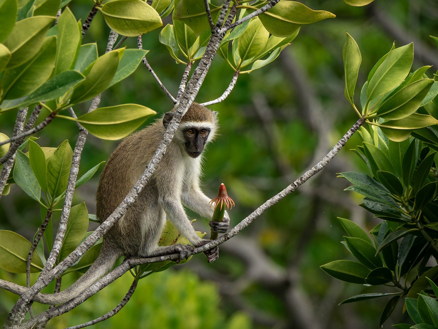 Observing Primates in the Wild 