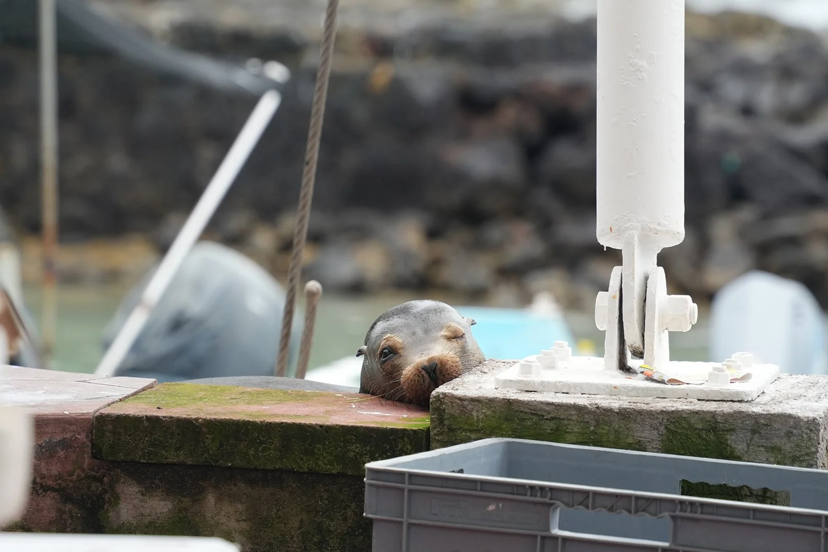 The marred fantasy of ‘pristine nature’ in Galápagos