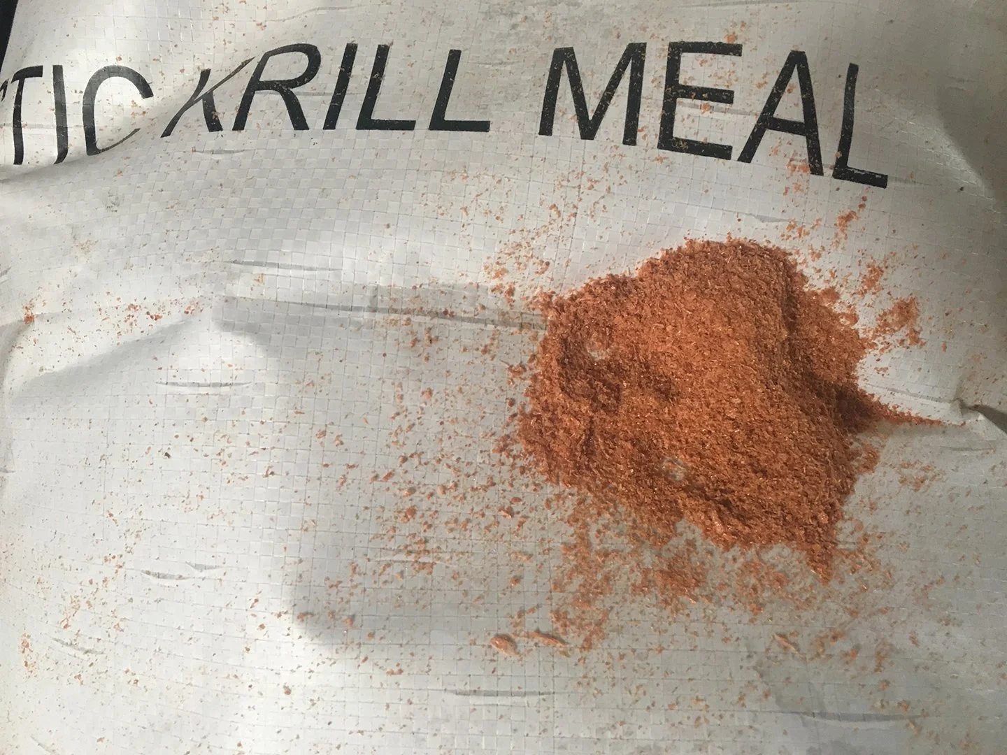 The Animal That Feeds the Bottom of the World