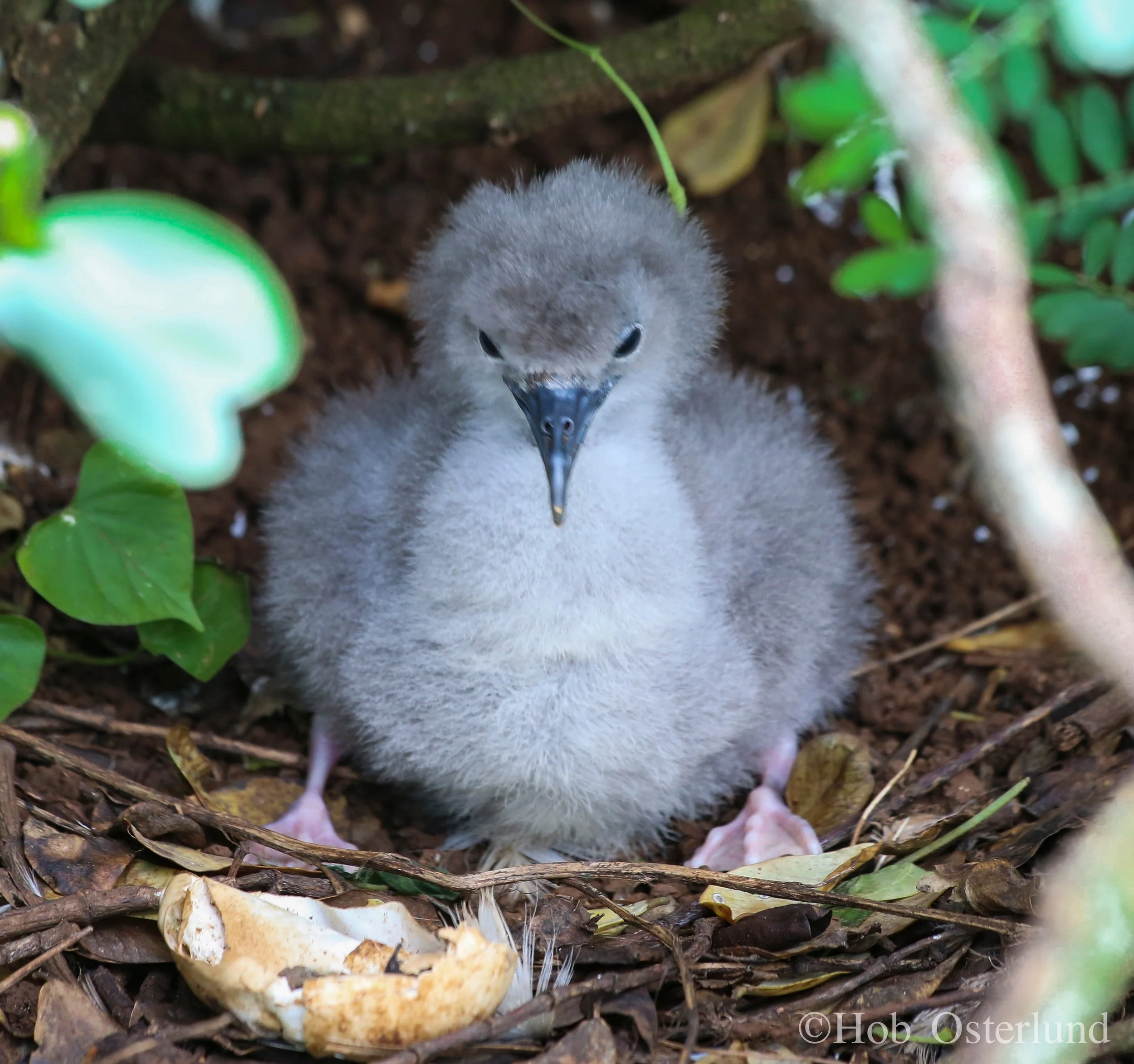 Saving Two Birds With One Plan: Tubenose Cousins Get Protected on Kaua’i
