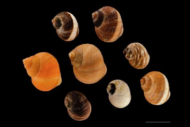 What Are Ecotypes, and How Can They Help us Understand Biodiversity?