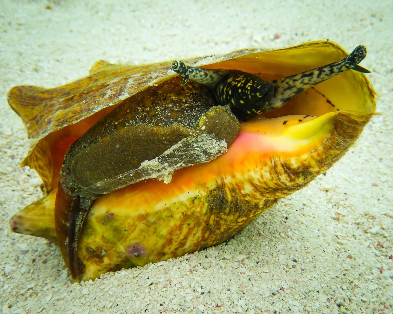 Climate Concerns on the Conch Coasts — The Safina Center
