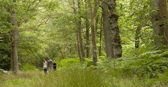 Climate change - is tree planting the solution?