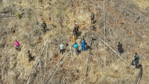 Spring Plantation 2020