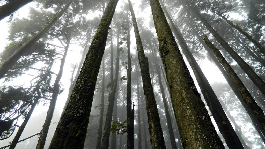 tree photo regenerative travel.jpg