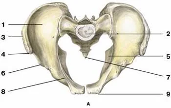 The not-so-insignifant tailbone