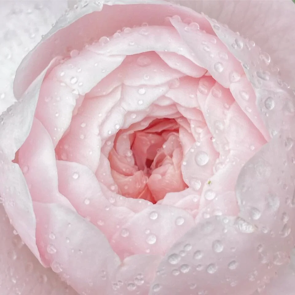 rose unfolding wet.jpg