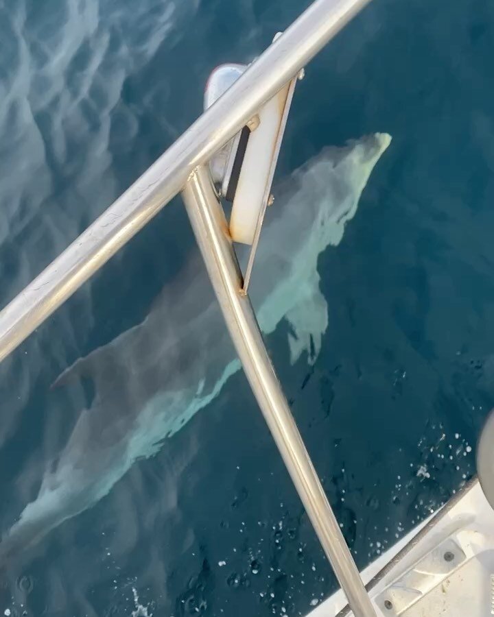 1/2/23
📍 Catalina Channel
Making friends! 🐬