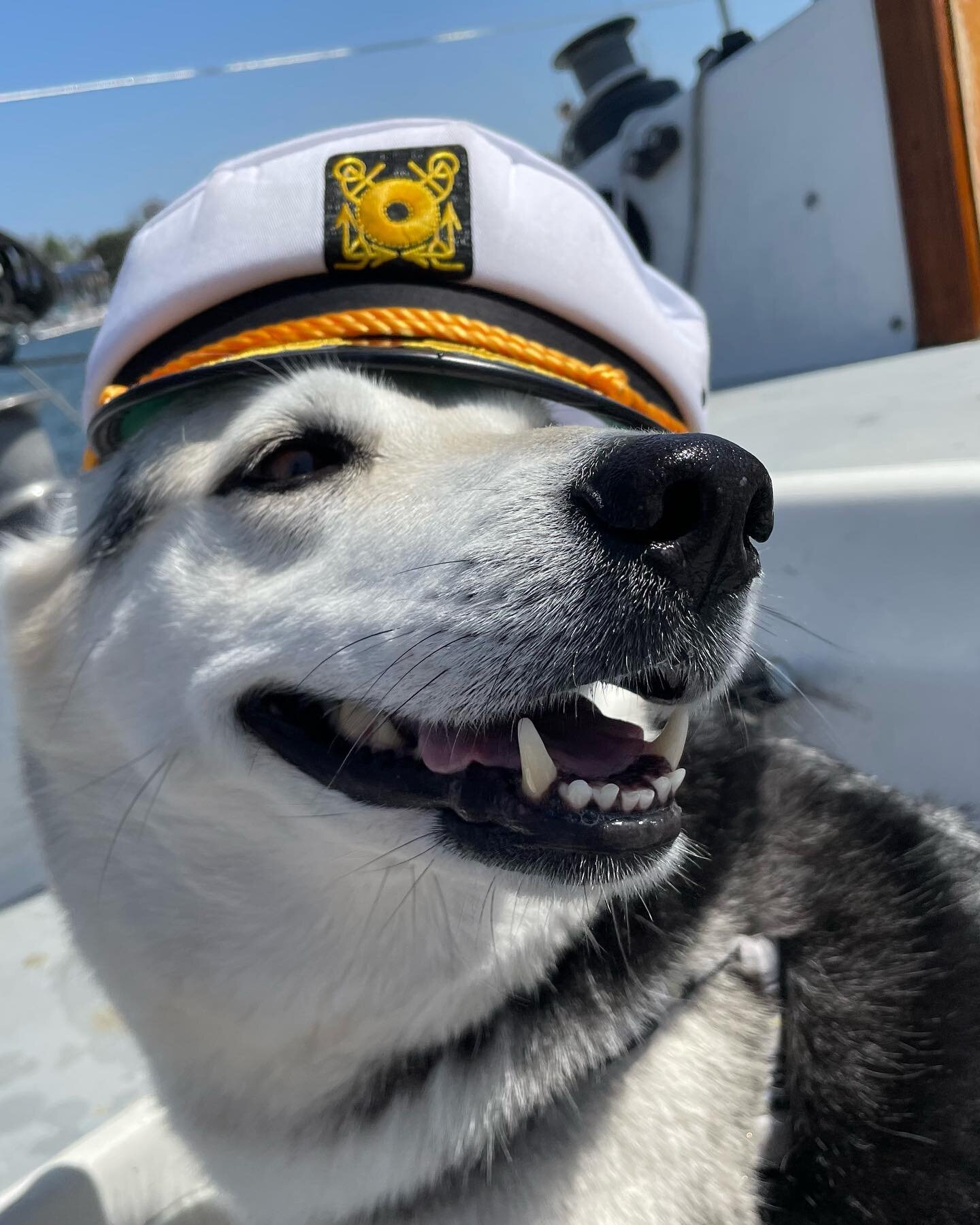 4/15/23 Meet captain Indy 😍