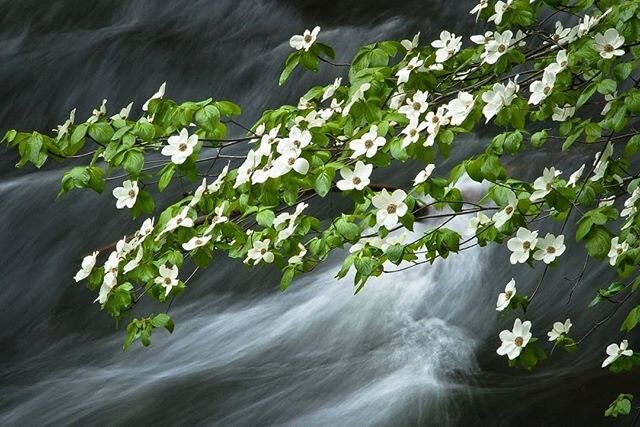 I've missed seeing dogwood blossoms this year and have found myself reminiscing and looking through some photos i took whilst in Yosemite Park. This photo was taken down at the Merced River.