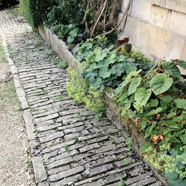 I love this band of rustic stone sets which defines the edge of a gravel drive at Hidcote. Alchemilla mollis flops over the stone edging.