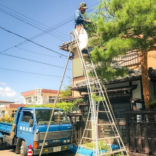 Niwaki &ndash; Japanese for cloud pruning. It&rsquo;s the act of trimming trees into cloud shapes. 
I wanted to stay and watch this ancestral art from start to finish but it's a long process! Instead i went to find some of his gardening scissors so i