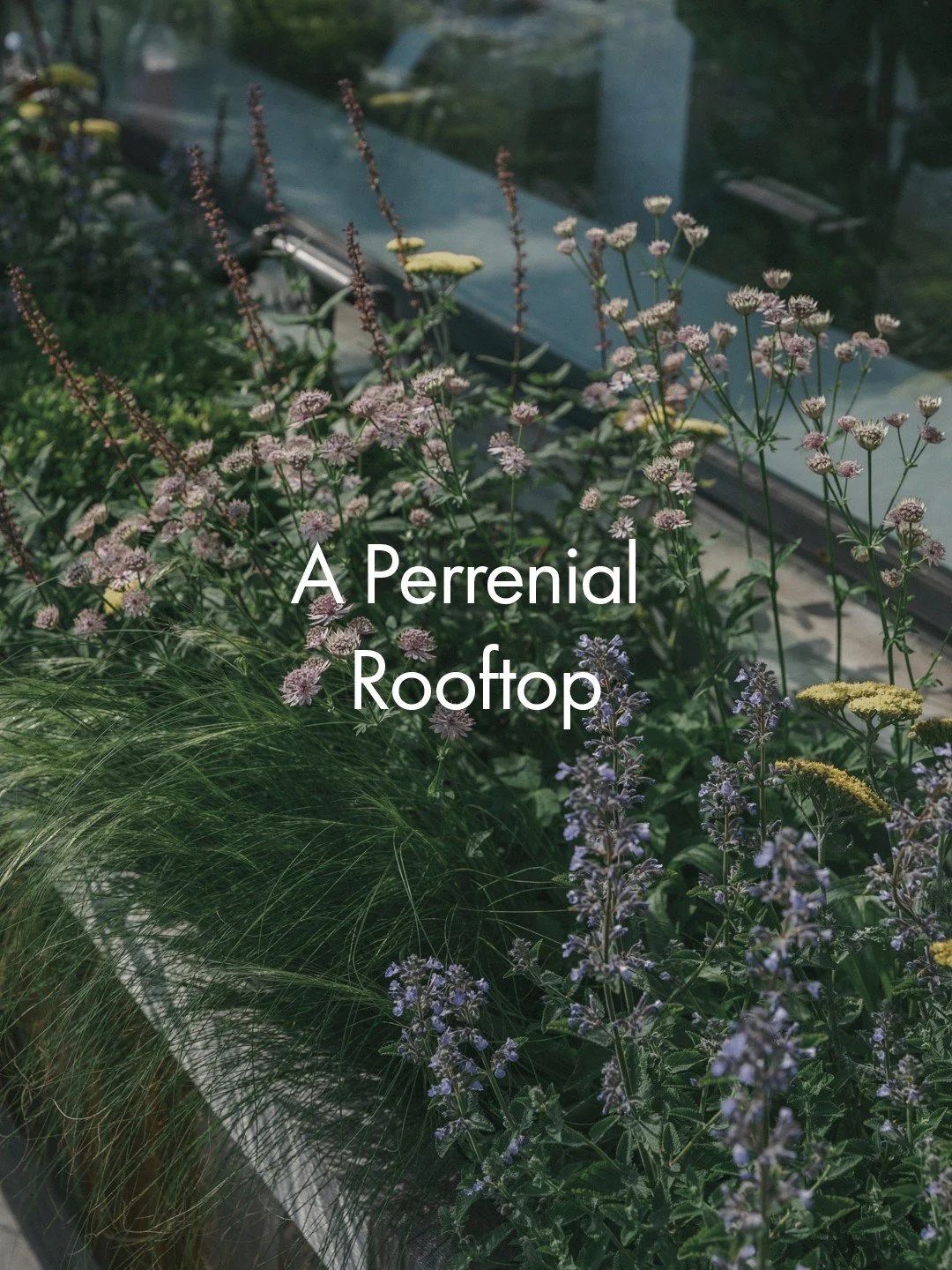 A perennial rooftop where planting meets the sky, transforming architecture into a living landscape that thrives year after year.

DEA Planting includes | Achillea, Salvia, Astrantia, Alliums and so much more - bringing layers of texture, colour, and