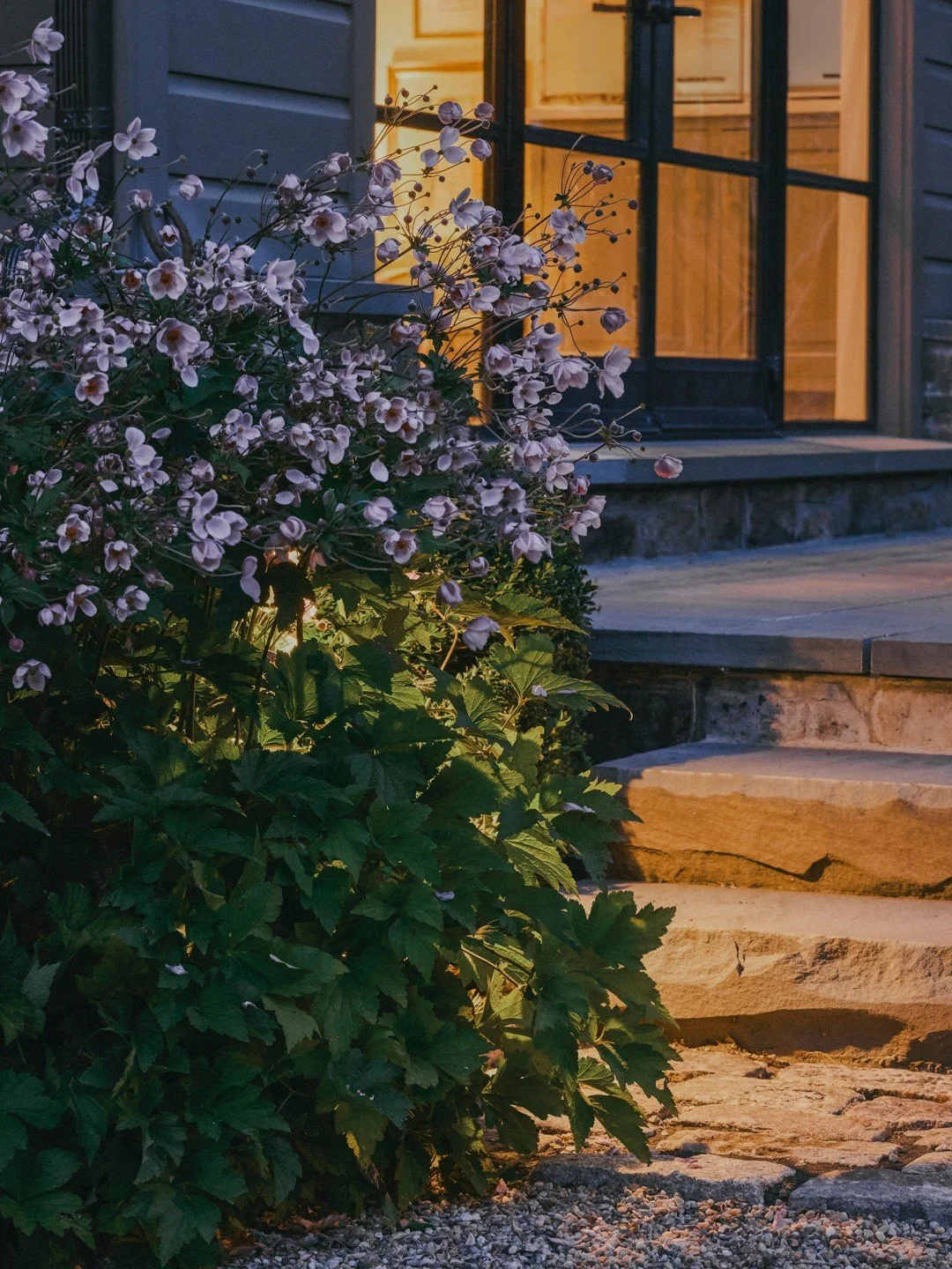 Japanese Anemones in bloom, subtly catching the light as they soften the stonework and frame the staircase.

A brilliant choice for shaded gardens, Japanese Anemones provide elegant late-season interest, while their graceful height adds movement and 