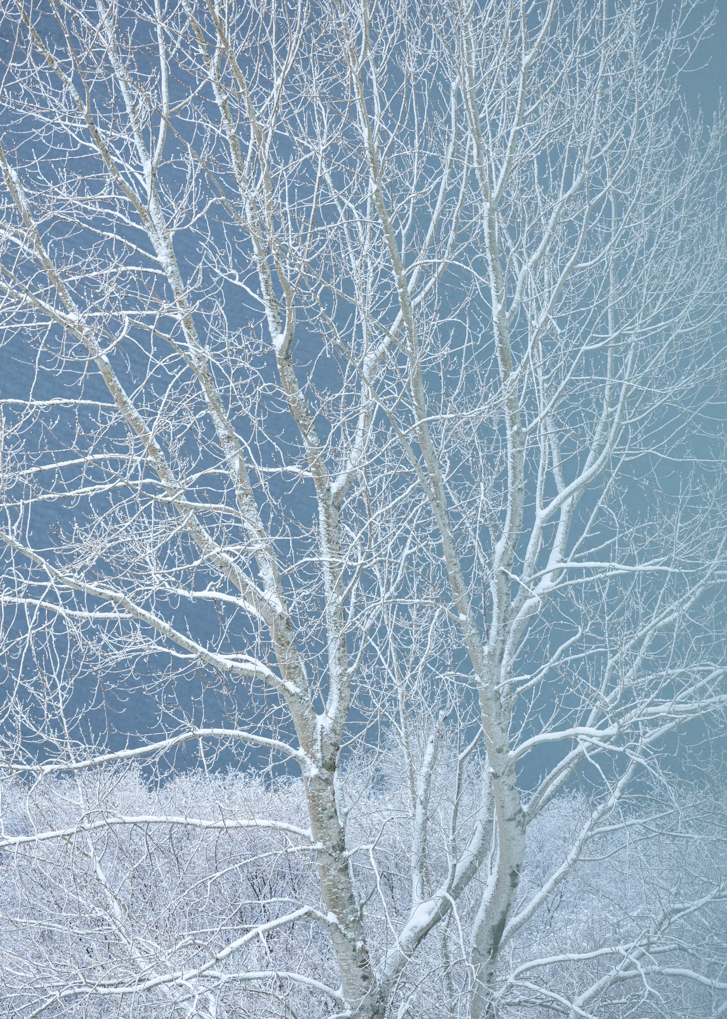 Lochside Birches | Photography | Price: £250 (SOLD)