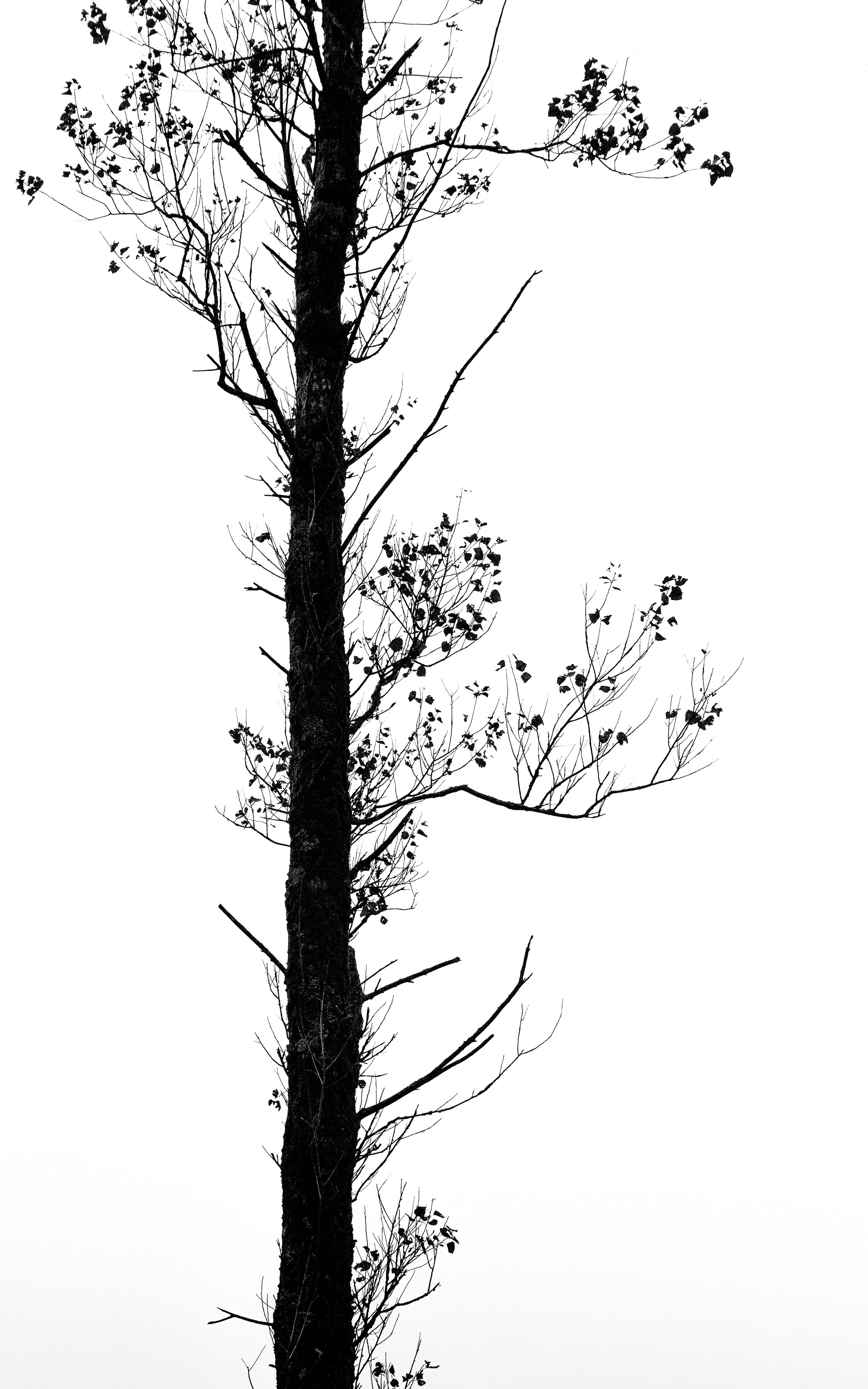 Birch Silhouette (B&W) | Photograph on Fine art paper 1/5 | Price: £250