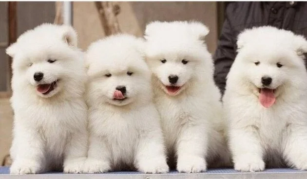 Puppies Available