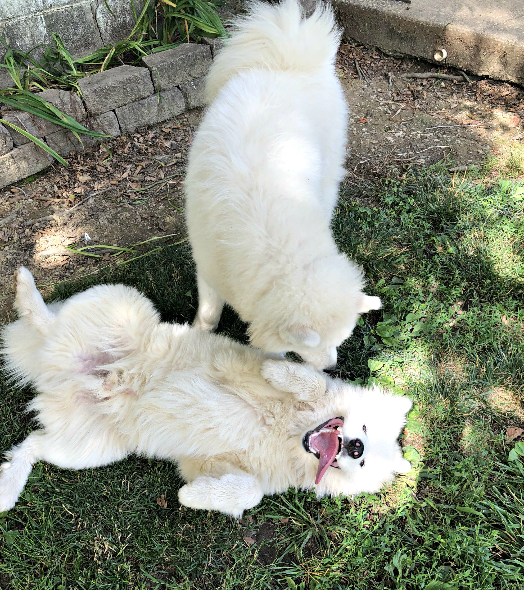 angel&mischa website 1.jpg