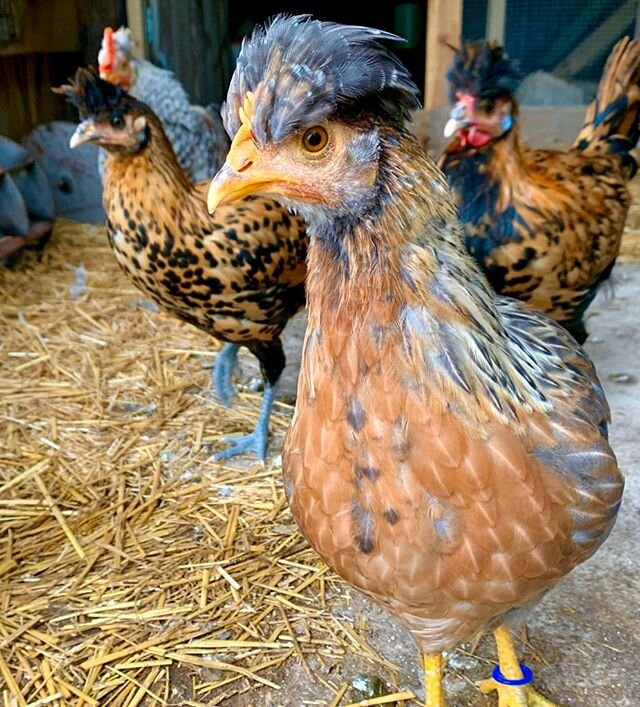 This is one of our Cream Legbar girls, flanked by a couple of Gold Spitz...aka the big hair posse 
#chickensarefunny #creamlegbar #appenzellerspitzhauben #freerange #chickens #halefamilyfarm #halefamilyflock