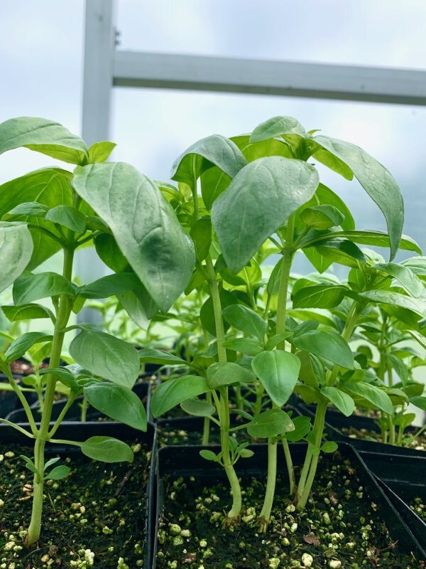 basil_plant.jpeg