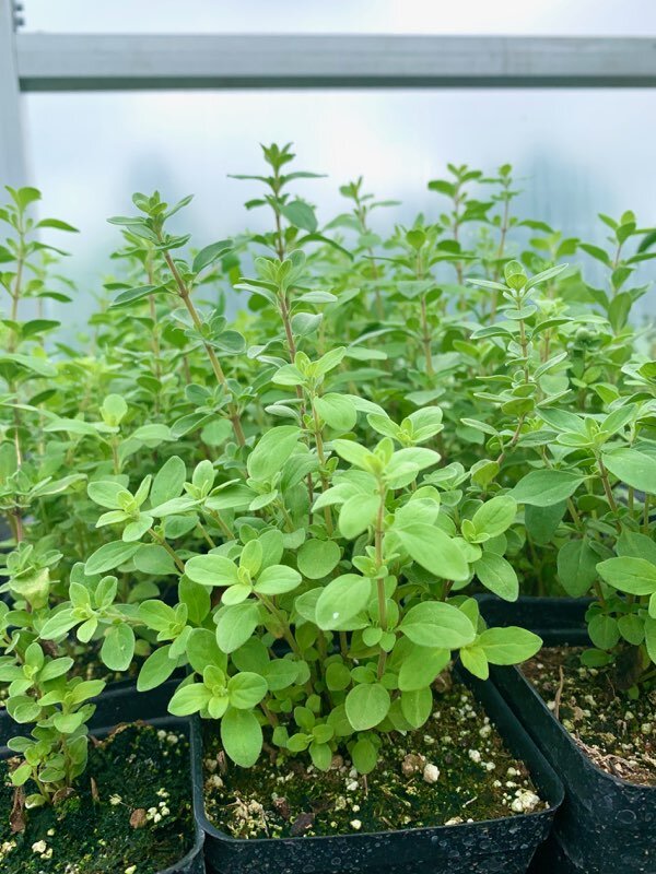 marjoram_plant.jpeg