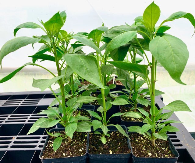 peppers_plant.jpeg