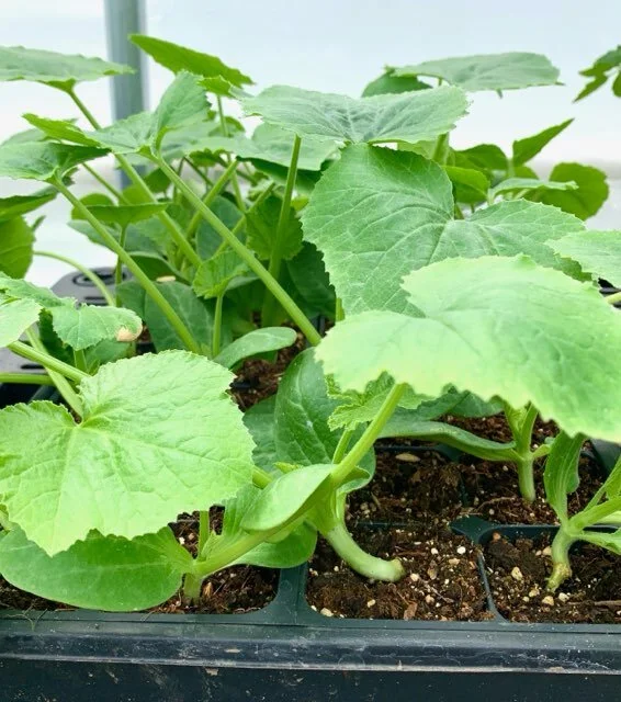 Pre-Order Zucchini Plants