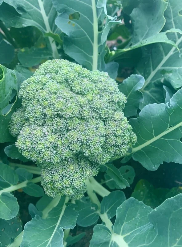 broccoli.JPG