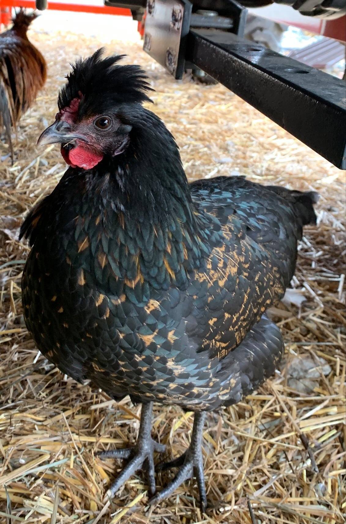 Baby Chicks: Gold Kissed Granite Olive Egger - My Pet Chicken