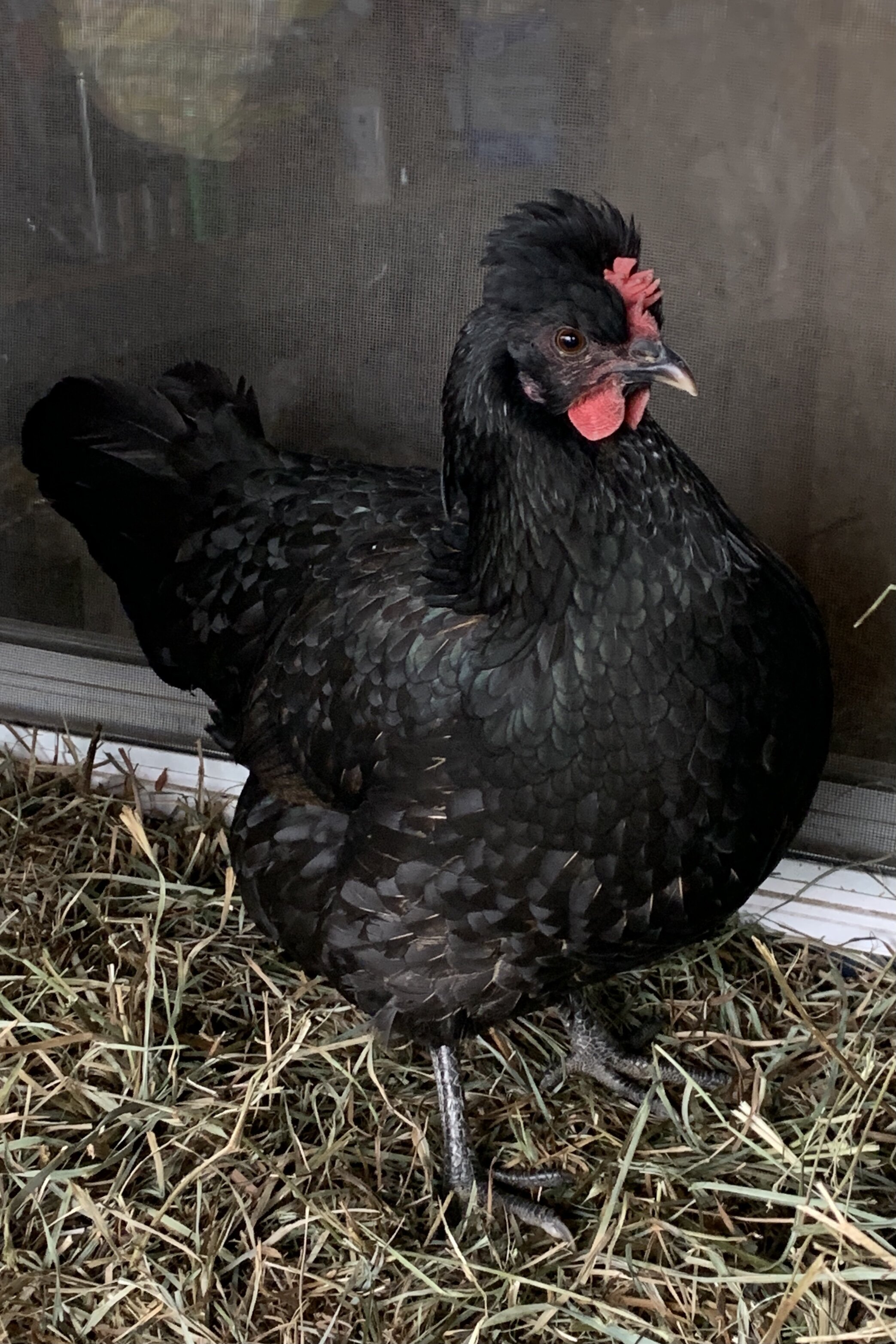 Baby Chicks: Gold Kissed Granite Olive Egger - My Pet Chicken