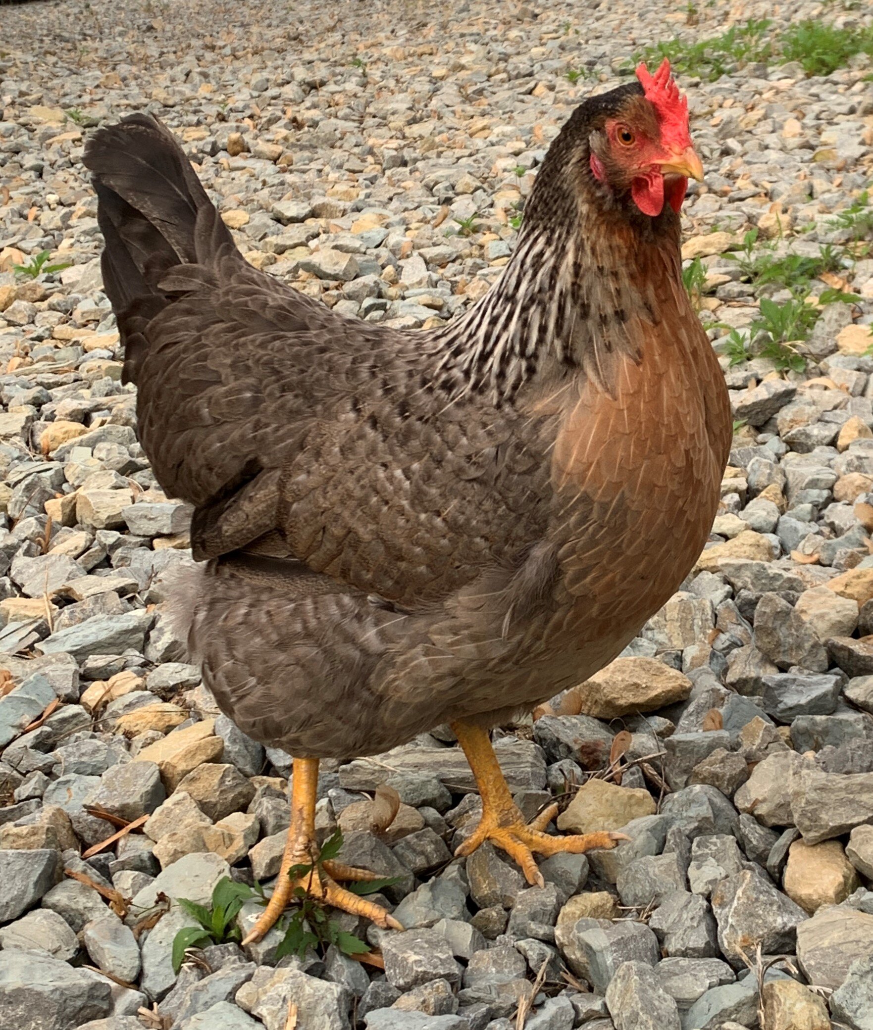 Baby Chicks: Gold Kissed Granite Olive Egger - My Pet Chicken