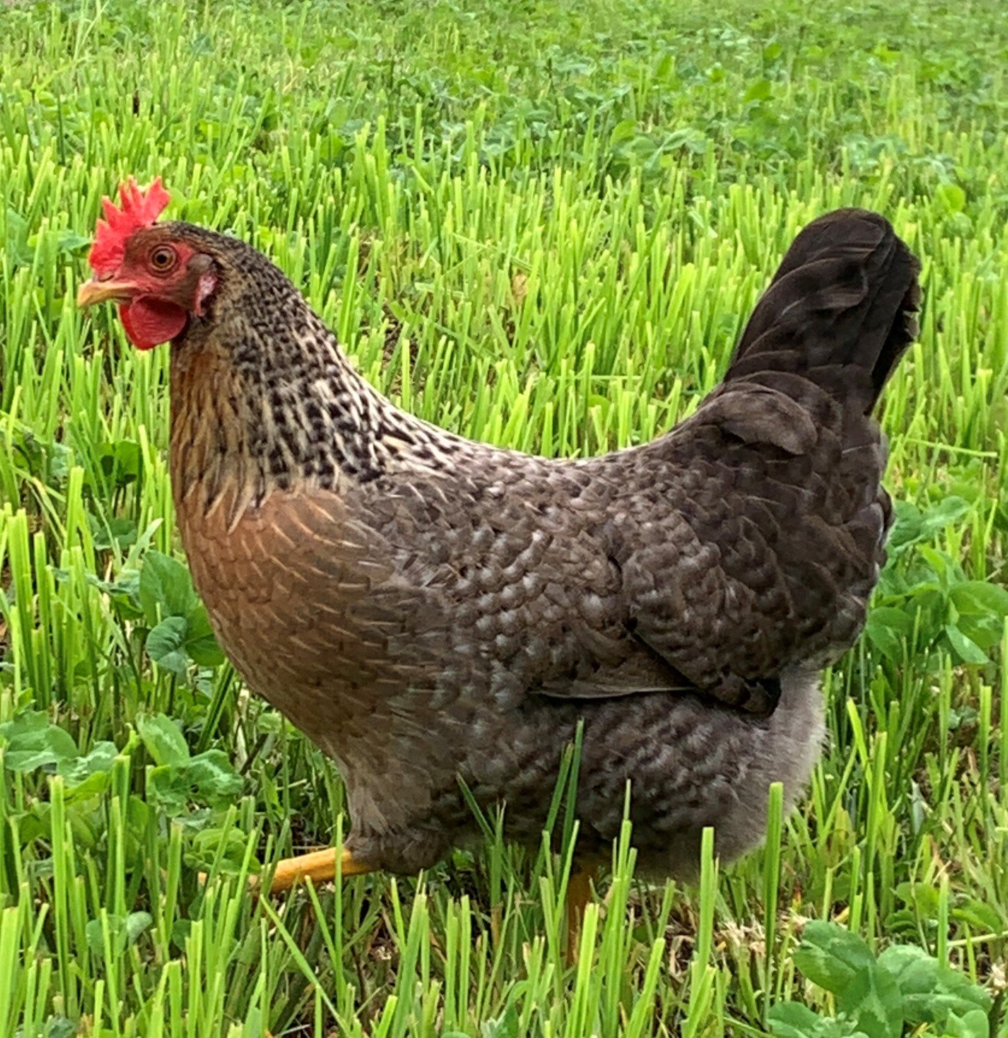 Baby Chicks: Gold Kissed Granite Olive Egger - My Pet Chicken