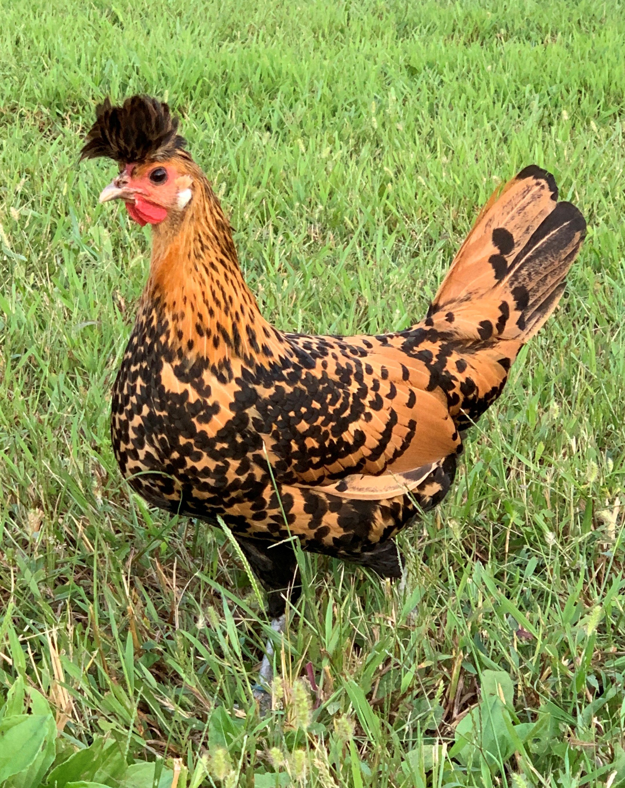 Baby Chicks: Gold Kissed Granite Olive Egger - My Pet Chicken