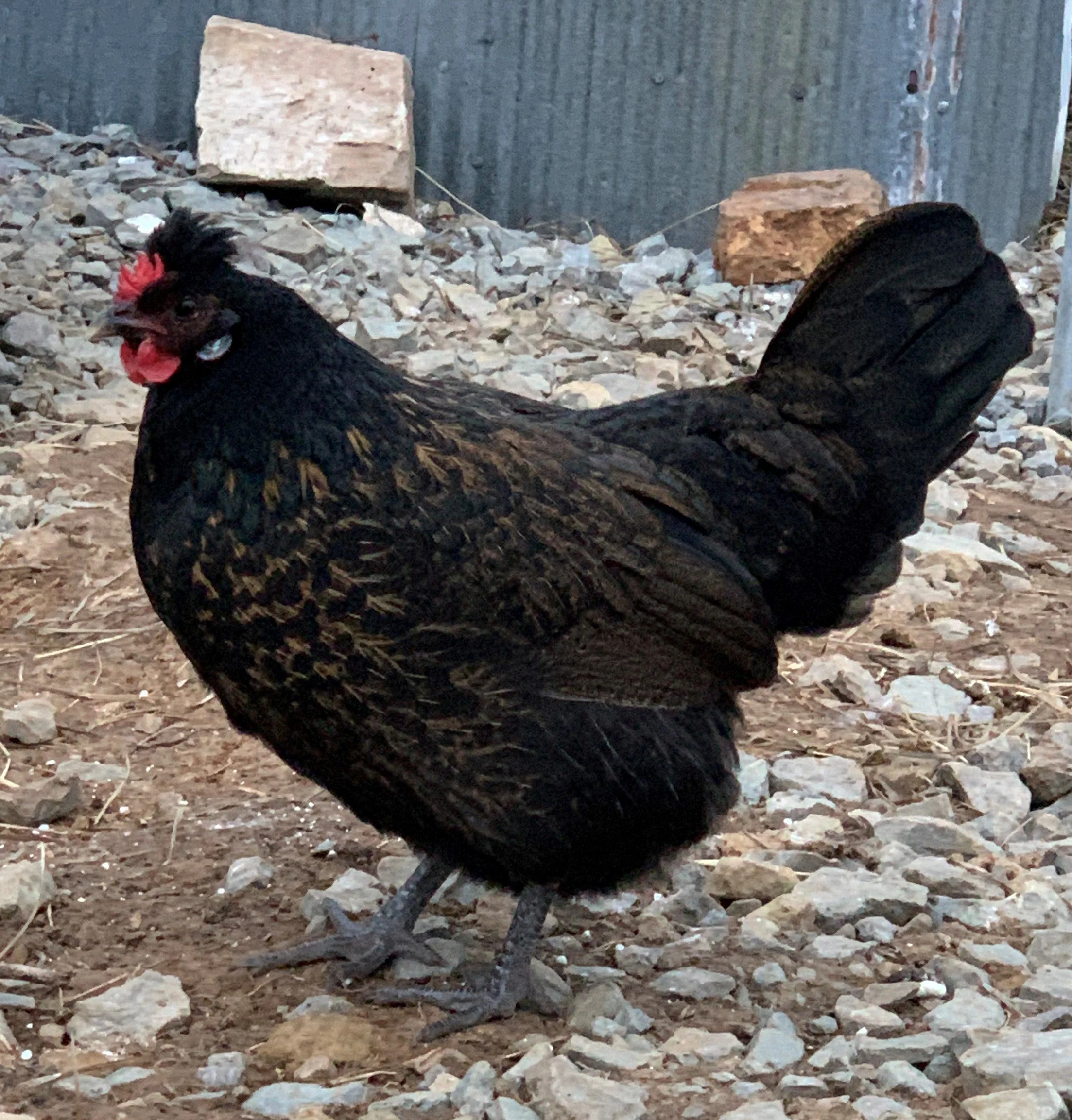 Blue_Egger_No1.JPG