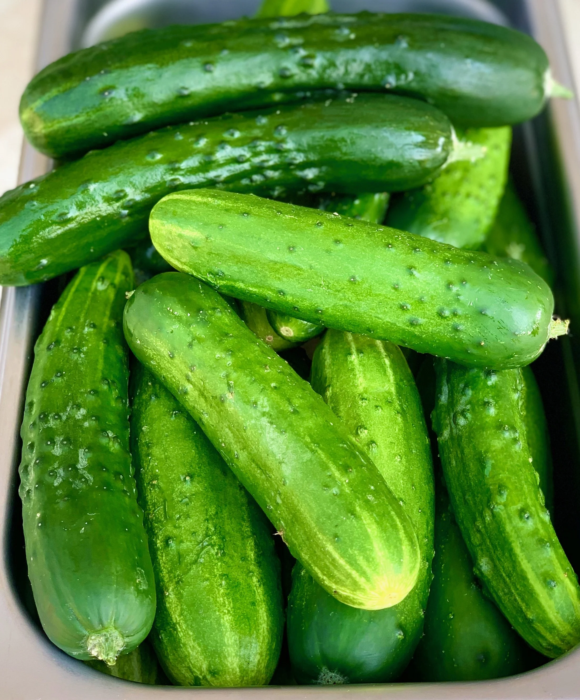 Pre-Order Cucumber Plants