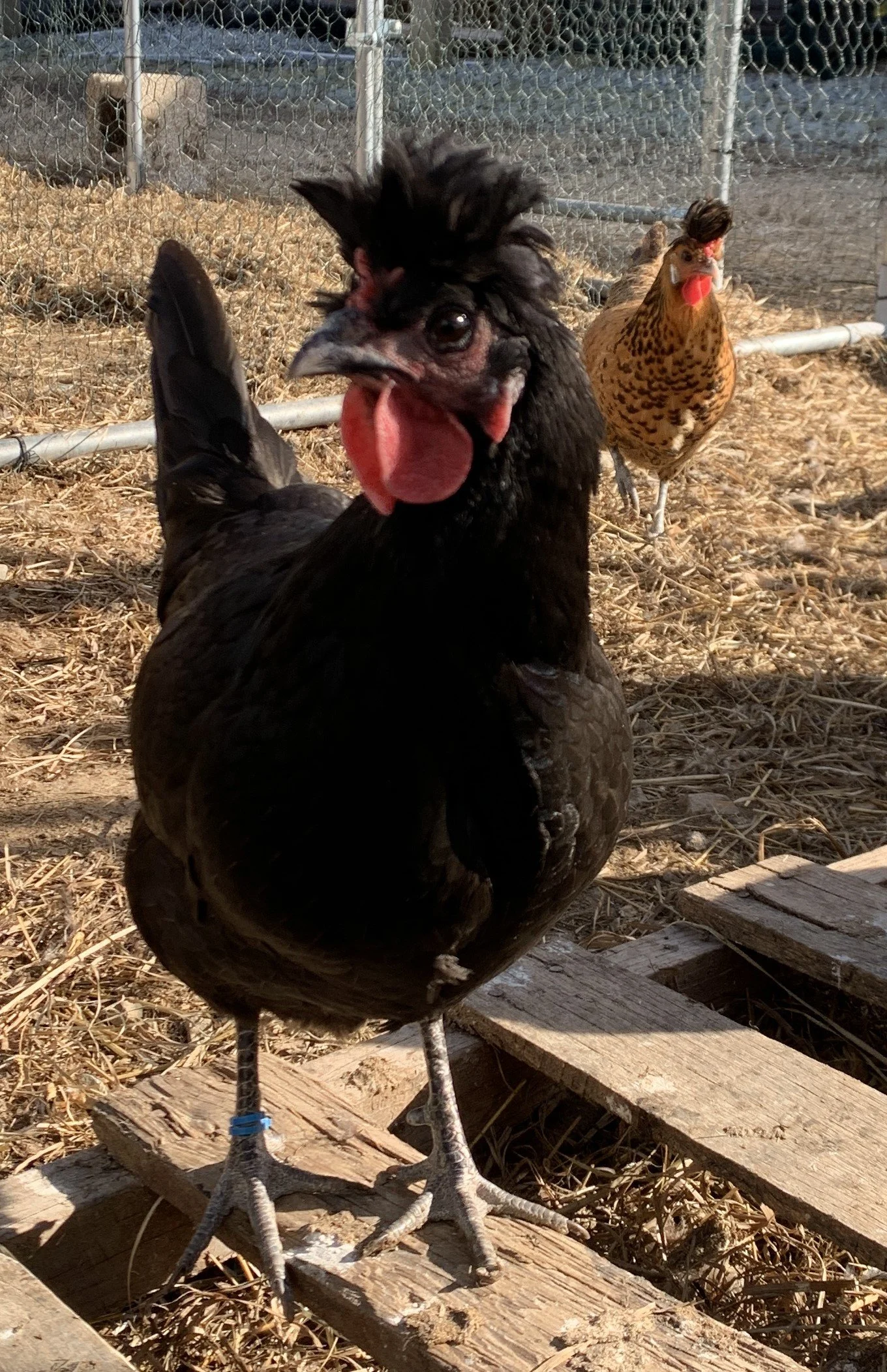 Kenickies_hens4.JPG