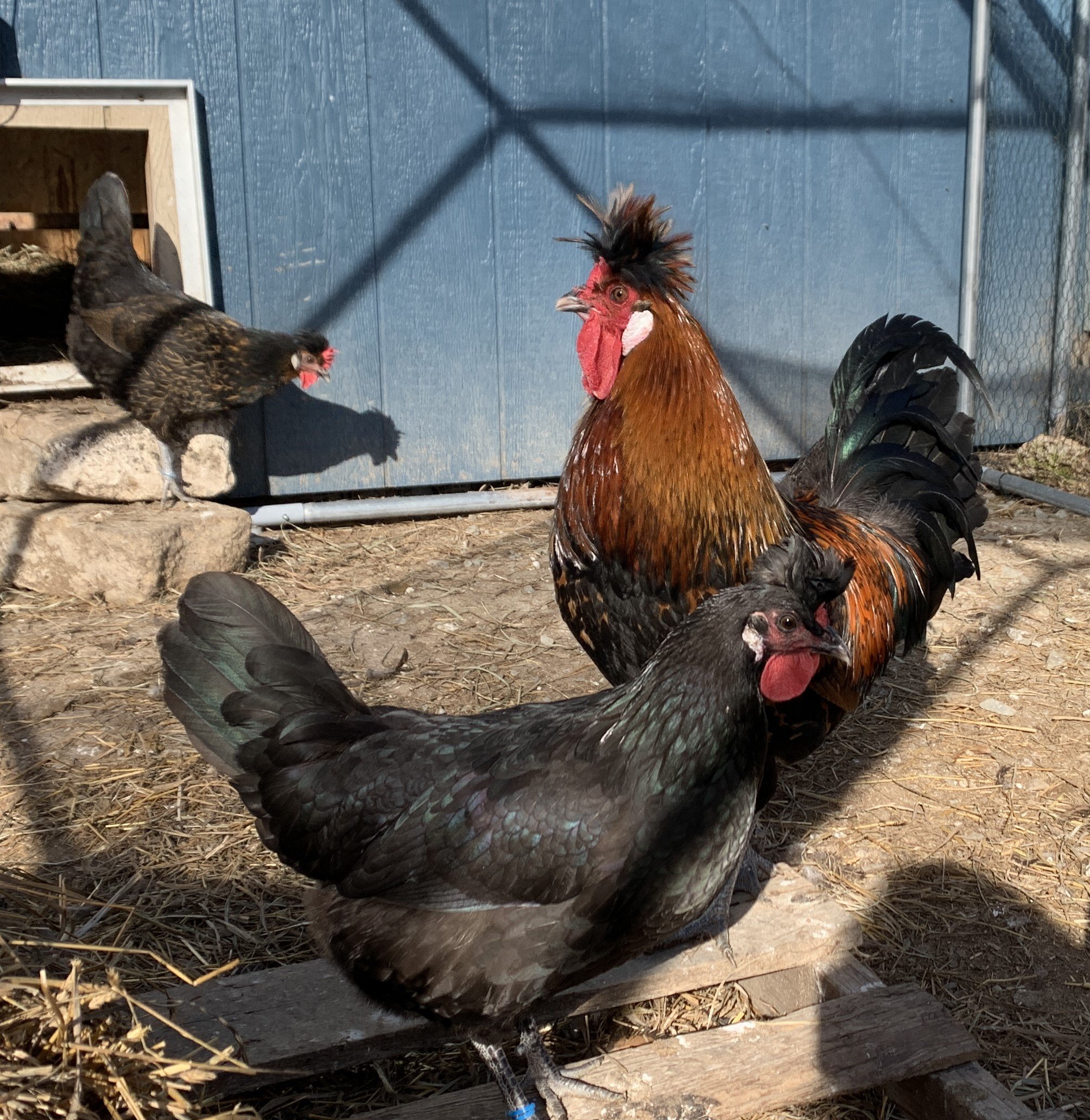 Chickens — Hale Family Farm