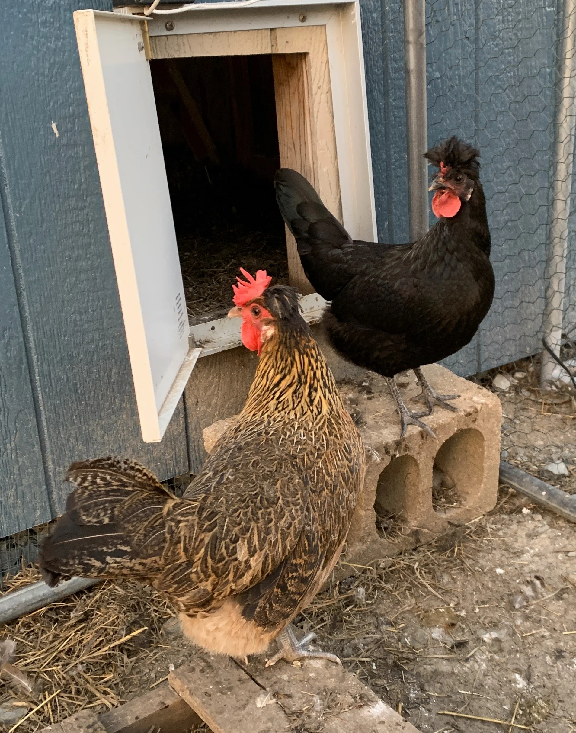 Kenickies _hens1.JPG
