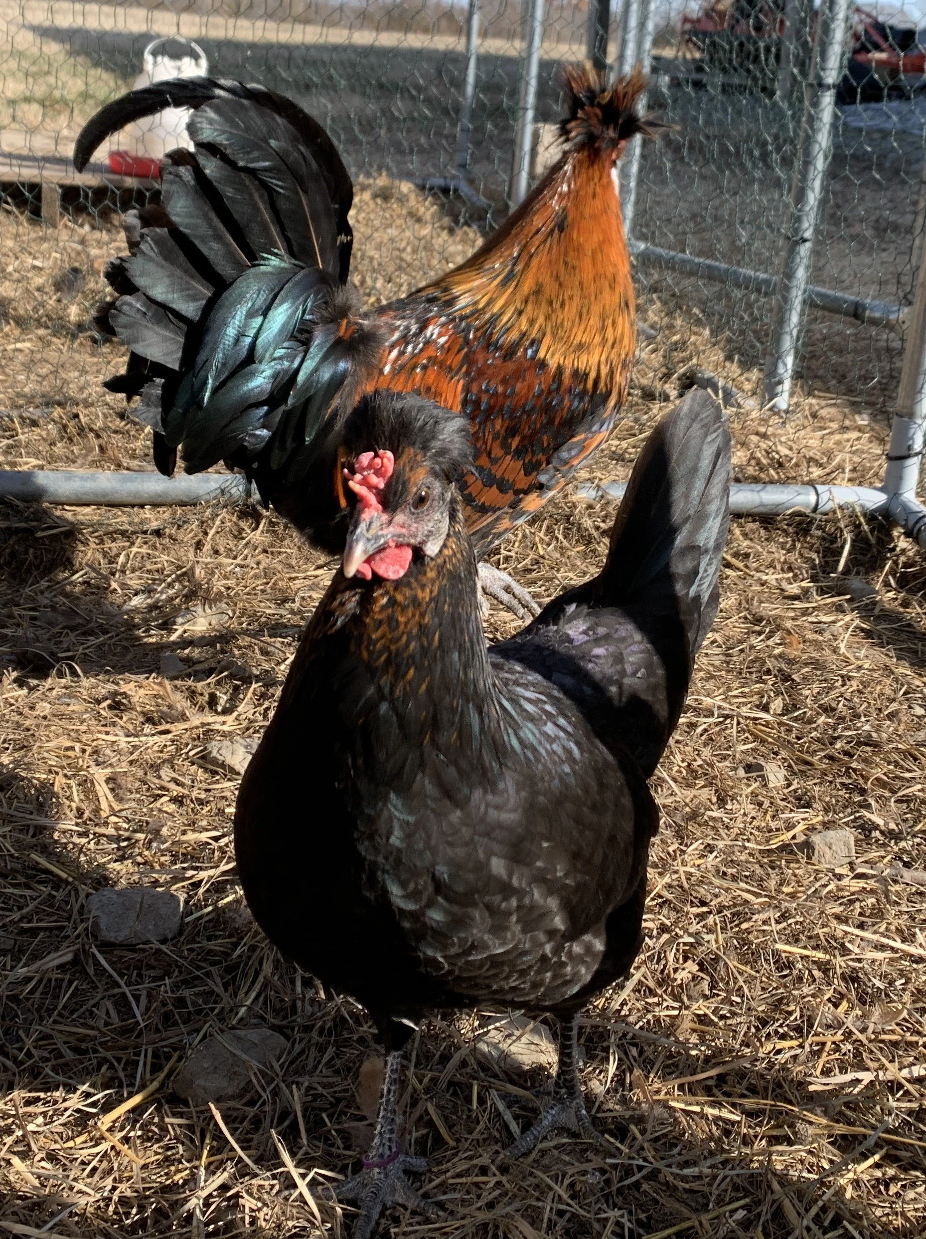 Kenickies_hens2.JPG