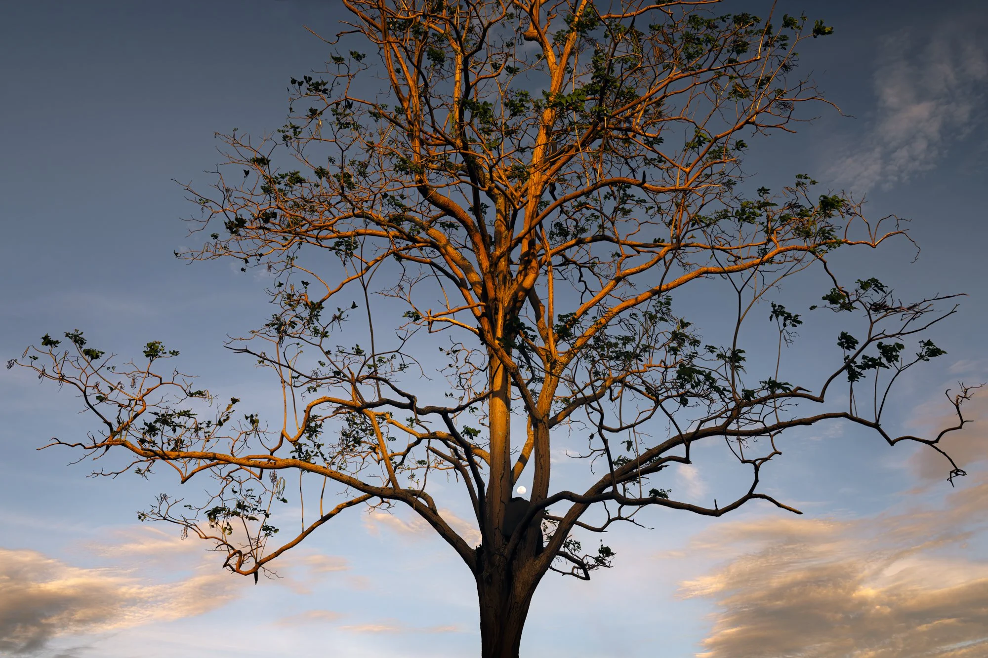 "The evening's final bow." 2025. Queens Park Savannah, Port of Spain, Trinidad.