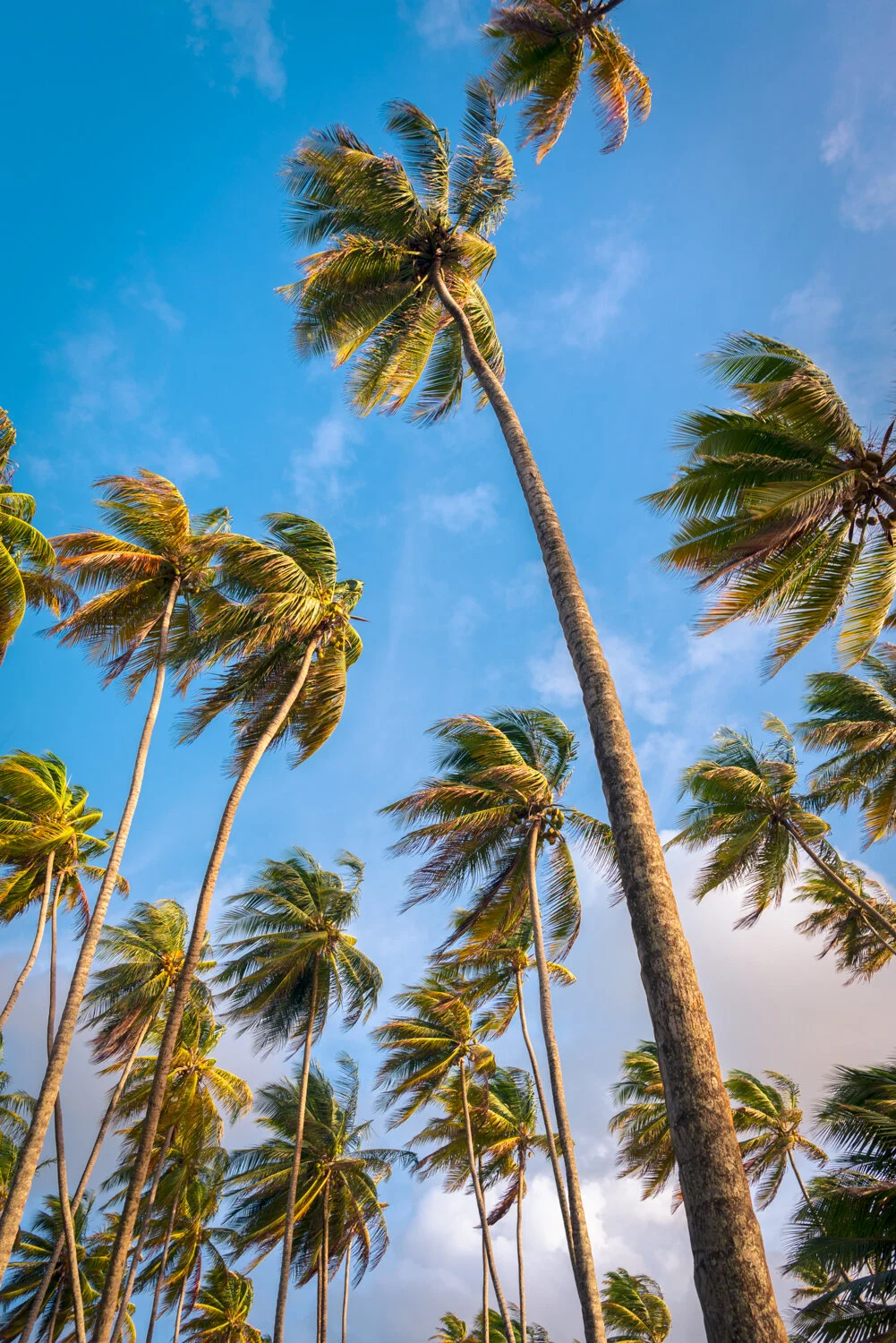 "Reach for the sky" 2018. Manzanilla, Trinidad.